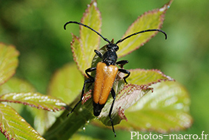 Stictoleptura rubra